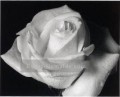 xsh009aB realistisch monochrome Blume